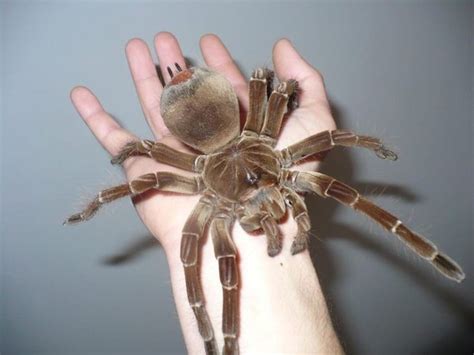 Would you ever consider the world’s largest spider, the Goliath birdeater (Theraphosa blondi) as ...