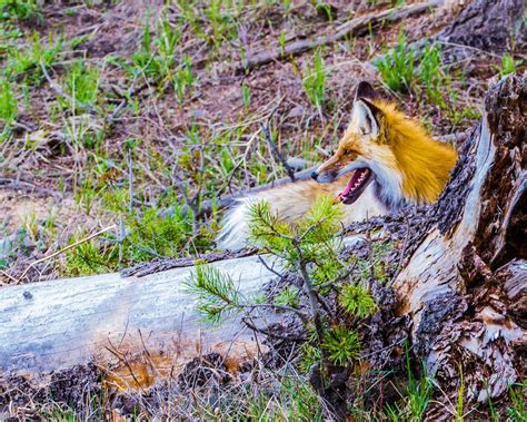 YELLOWSTONE NATIONAL PARK-WILDLIFE - Rollie Waters Photography