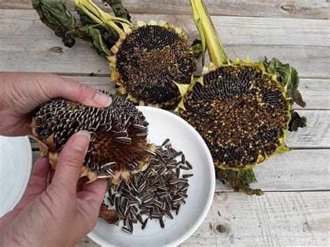 How to Harvest Sunflower Seeds, a Helpful Guide, With Images | Harvesting sunflower seeds, Dried ...