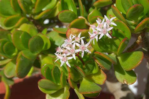 Crassula arborescens Aeonium, Jade, Plants, Plant, Planets