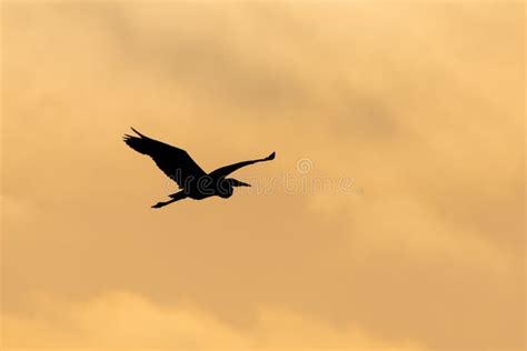 Undershot of an Egret Silhouette Flying Against Purple and Golden Sky Stock Photo - Image of ...