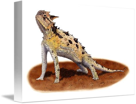 Texas Horned Lizard by Roger Hall