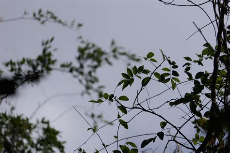 Nulvalli (Malayalam: നൂല്‍വള്ളി) | Fabaceae (pea, or legume … | Flickr