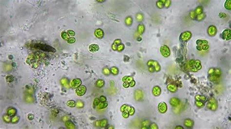 Live Green Algae Under Microscope Magnification Stock Footage Video ...