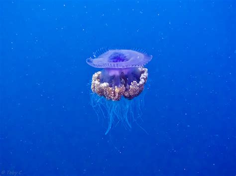 crown jellyfish - 1 | Flickr - Photo Sharing!