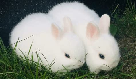 White Rabbit Breeds | 7 White Pet Rabbit Breeds | Hutch and Cage