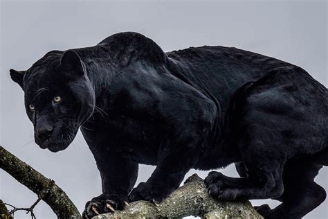 42 Black Animals Found in Nature | Color Meanings