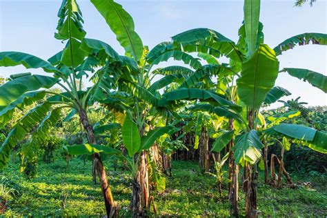 banana tree and banana leaves 5042656 Stock Photo at Vecteezy