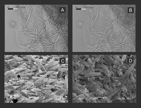 Photograph at light (A-B) and scanning electronic (C-D) microscopes of ...