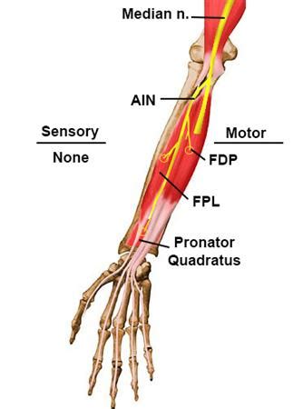 Anterior interosseous nerve - Anatomy - Orthobullets