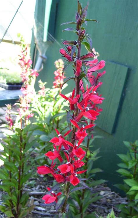 Cardinal Flower