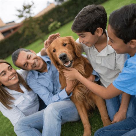 Choosing A Family Dog – Choose The Best Dog Breeds For Kids – Pet Boffin