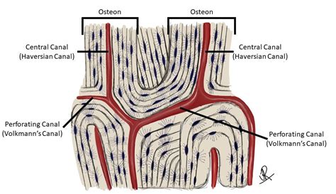 The Skeletal System and The Osteon – Anatomy and Physiology I: An Interactive Histology Atlas