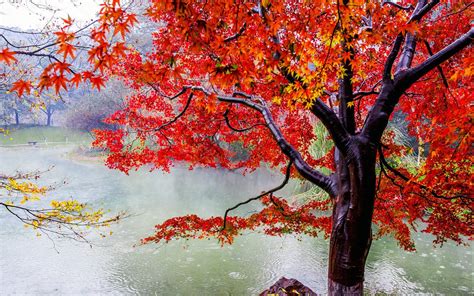 beautiful, Autumn, Maple, Leaf, Fresh, Photography, Rain Wallpapers HD ...