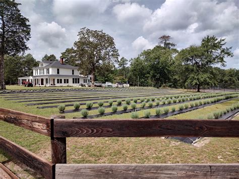 Lazy Fox Lavender Farm - Home of American Golf