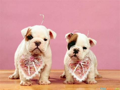 Puppy Love Wallpapers - Wallpaper Cave