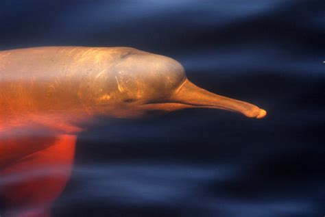 Meet the legendary pink river dolphins - Whale and Dolphin Conservation