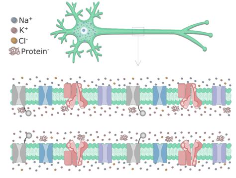 Introduction to Axons at Rest