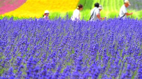 Hokkaido Hokuryu Sunflowers Village, Farm Tomita, and Biei Day Tour - Klook Singapore