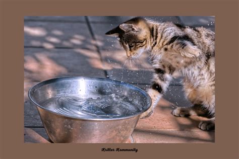 The Mysterious Behavior of Cats Playing with Water • Kritter Kommunity