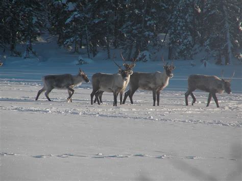 View The Epic Caribou Migration In The Mountains Of BC On Horseback