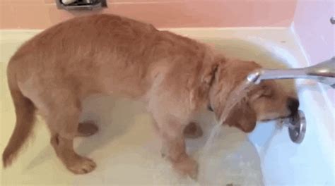 Puppy Hops Out Of The Bathtub ... And Acts Just Like A Person | Retriever puppy, Golden ...