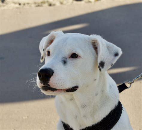 Dalmation Pitbull Mix Puppies - Upper Sandusky Oh Dalmatian Meet Snow A ...