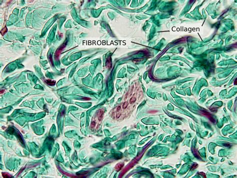 Types de cellules. Fibroblaste. Atlas d'Histologie Végétale et Animale. | Guides Online