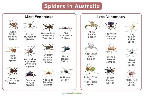 25 Common Types of Spiders in New South Wales – Nature Blog Network