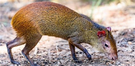 Oakland Zoo | Red-Rumped Agouti