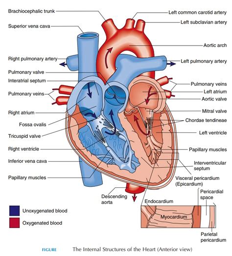 The Heart: Structure and Function