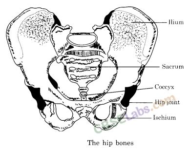 Body Movements Class 6 Notes Science Chapter 8 - CBSE Labs