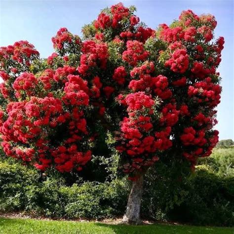 Corymbia ficifolia - Red Flowering Gum - Blerick Tree Farm