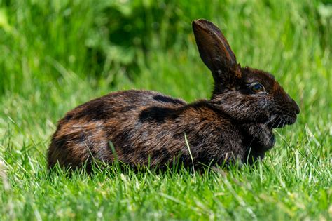 Everything You Never Knew You Needed to Know About Rabbits - Invasive ...