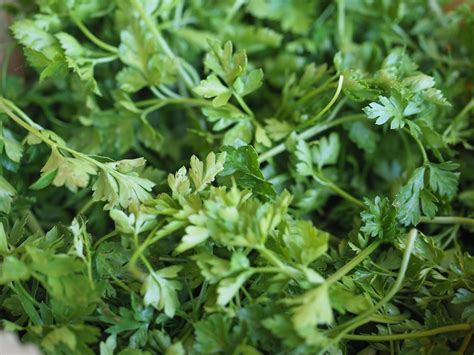 Premium Photo | Parsley aka cilantro