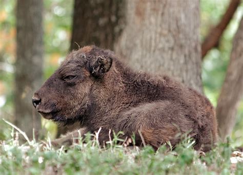 Bison baby | Springhare | Flickr