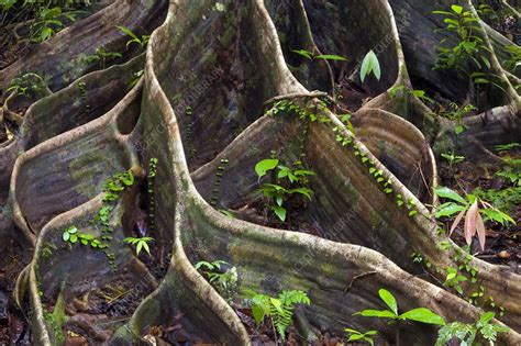 Buttress roots - Stock Image - C021/6050 - Science Photo Library