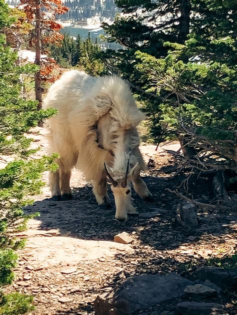 5 Best Places to See and Photograph Wildlife in Glacier National Park ...