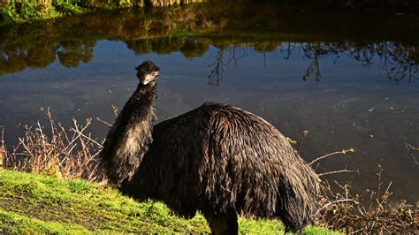 Great Ocean Road Wildlife Park, Attraction, Great Ocean Road, Victoria ...