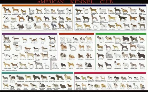 American Kennel Dog Breeds Club Chart 13"x19" (32cm/49cm) Canvas Print