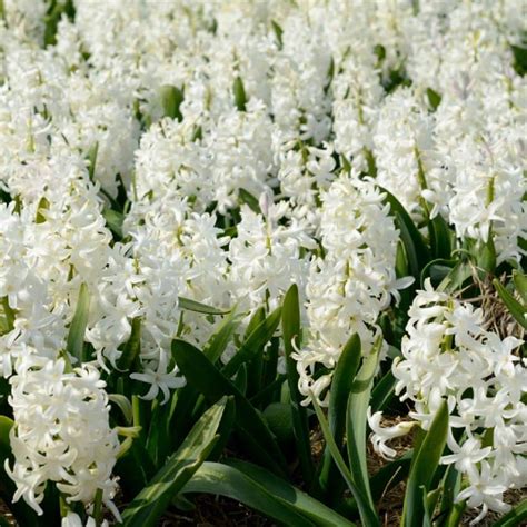 national PLANT NETWORK Fragrant White Hyacinth Bulb with Forcing Vase HD7546 - The Home Depot