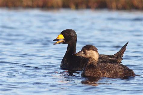 Black Scoter | Nature Manitoba