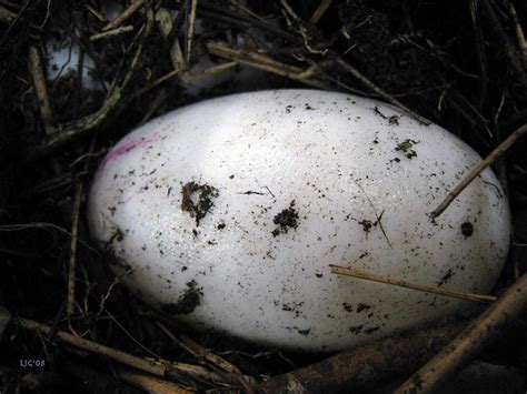 Gator Egg in a Nest | Typical alligator egg showing the whit… | Flickr - Photo Sharing!