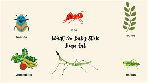 What Do Baby Stick Bugs Eat?