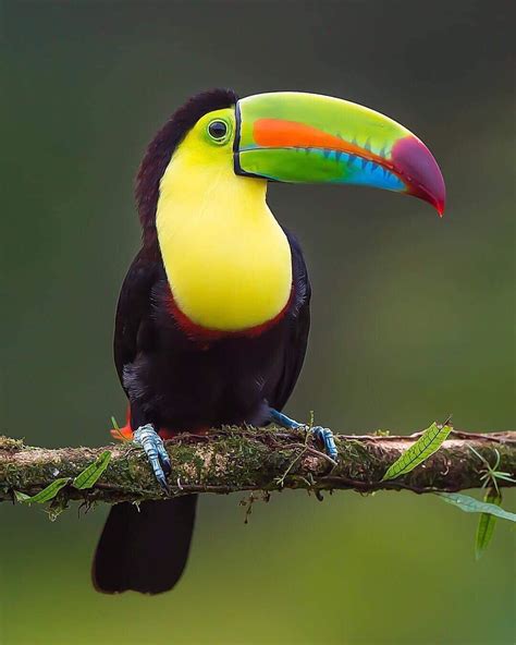 Canon Photography: Incredible image of a Toucan in Costa Rica! Wow! Photography ...