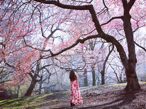 Where to See the Most Beautiful Cherry Blossoms in NYC