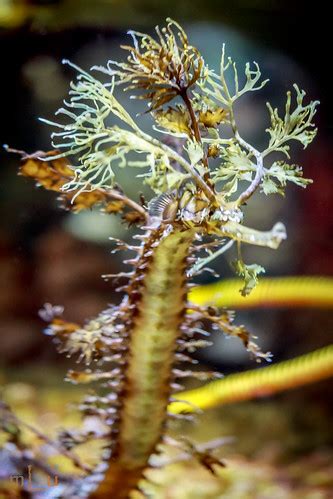 Seahorse Camouflage | At the Monterey Bay Aquarium, Monterey… | Flickr