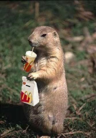 PetsLady's Pick: Funny Fast Food Prairie Dog Of The Day | Prairie dog ...