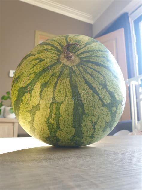 A Portrait of a Big Green Striped Watermelon Lying on a Wooden Living Room Table. the Fruit is ...