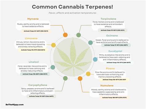 The Ultimate Guide to Cannabis Terpenes: Understanding Flavor Profiles, Effects on the Body and ...